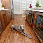 Dog in the middle of the family kitchen.