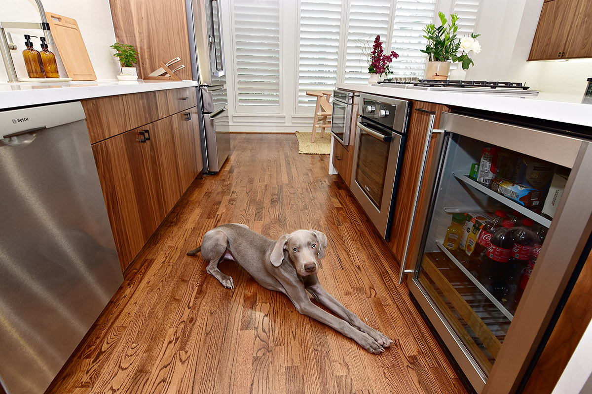 Dog in the middle of the family kitchen.